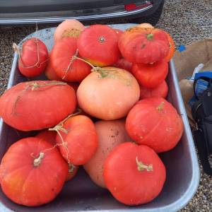 IMG-20221007-WA0013_original