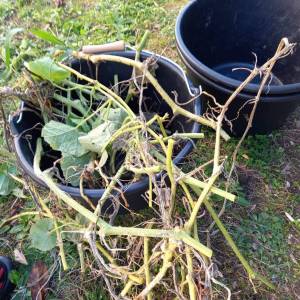 IMG-20221109-WA0001_original