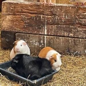 SORTIE_FERME_11_05_10_original