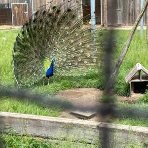 SORTIE_FERME_11_05_11_original