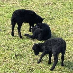 SORTIE_FERME_11_05_7_original