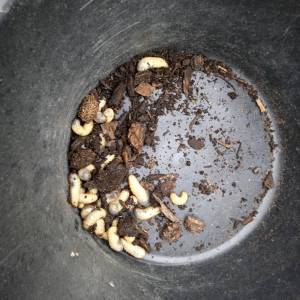 IMG_20230523_163454_original