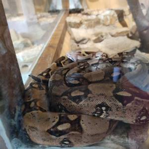 IMG_20230620_110501_original