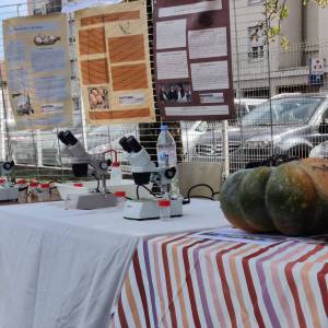 -9210335788751241032_original