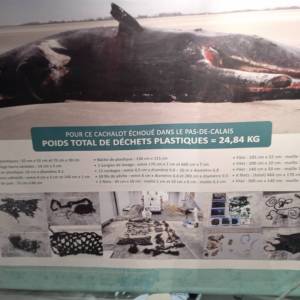 IMG_20231208_093815_original