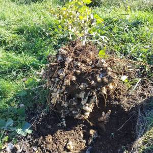 IMG-20251106-WA0012_original