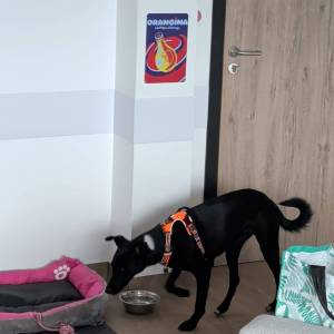 IMG-20251205-WA0009_original