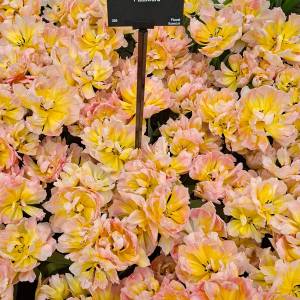 WhatsApp_Image_2026-04-02_at_00.15.28_2_original